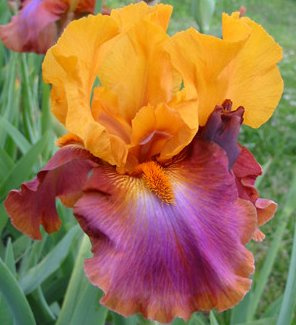 (2) Bearded Iris Assorted Colors Mix, Roots, Bulbs, Plants, Flowering Rhizomes, SeedsBulbsPlants&More