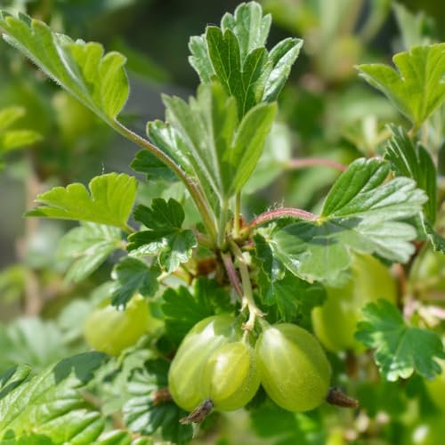 Gooseberry 'Hinnonmaki Green' - Hardy Finnish Variety with Plump, Delicious Fruits 3 Litre Pot x 1 by Thompson & Morgan