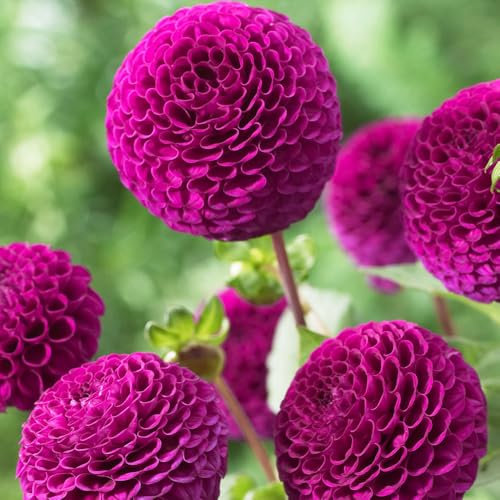1 x Dahlia Pompon Rocco – Velvety Pink Blooms – Summer Flowering Bulb – Might, Miniature Delight – Perennials – for Your Beautiful Garden
