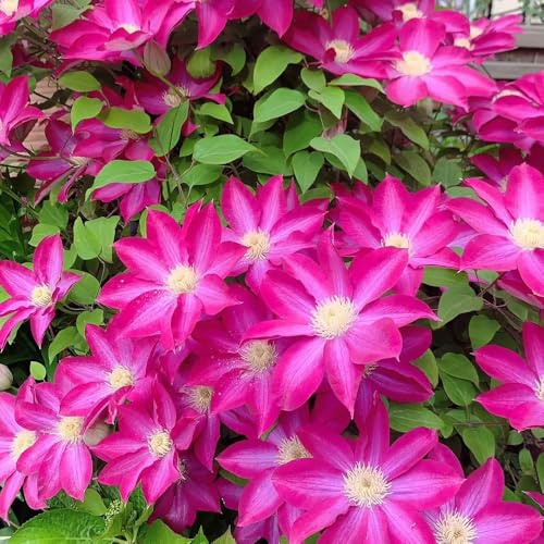 ClematisZwiebeln, blumendeko Clematis florida, Kletterpflanze, winterhart balkonblumen balkon 5pcs