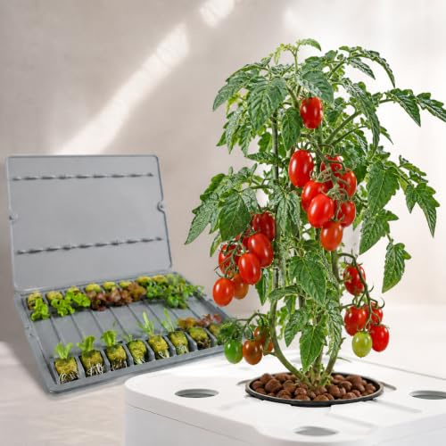 Orticello Pomodoro Datterino per Idroponica, 6 Piantine Vive, pronto al trapianto, compatibile con Smart Garden
