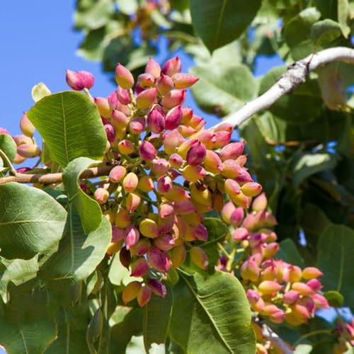 Semi di pistacchio, noci, pistacchio vera, giardino, varietà antiche per luoghi soleggiati 50pcs