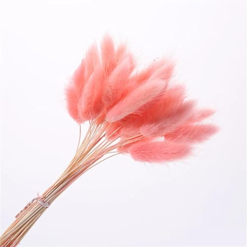 FOSANGPUSHI Fleurs séchées,100 pièces 45cm Naturel Lapin Queue Herbe réel Bouquet décoration de Mariage Pampas Herbe Boho décor à la Maison Rose