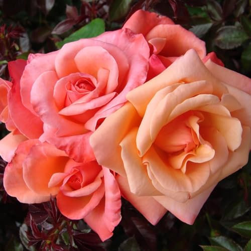 GARTHWAITE NURSERIES® : - Potted 2 Litre Hybrid Tea Rose Silver Jubilee Perennial Plant