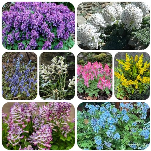 semi di speronella selvatici perenni resistenti da interno, semi di balcone giardino da 40pcs