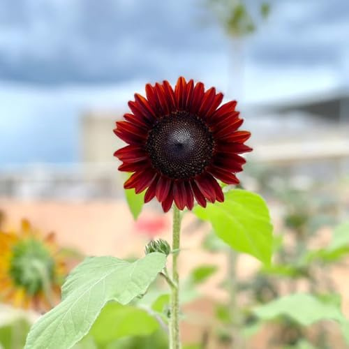 girasoli di giardino primavera semi perenni semi balcone con letti elevati giardino che amano l'ombra, 50pcs