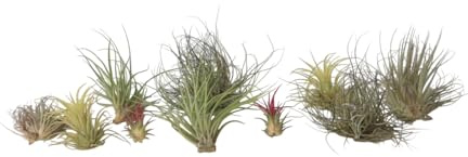 Plant in a Box - Tillandsien Pflanzen mix - 10er Mix - Luftpflanzen echt - Tillandsia - Höhe 5-15cm