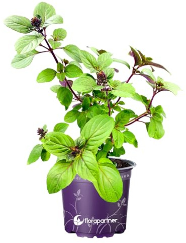 Kräuterpflanze FLORAPARTNER Strauchbasilikum African Blue Ocimum kiliman.x basilicum