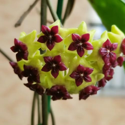 wachsblume, porzellanblume - hoya seltene zimmerpflanzen blumenwiese mehrjährig gartendeko für draußen kräuterpflanzen wildblumen exotische blumenbeet kletterpflanzen 350samen