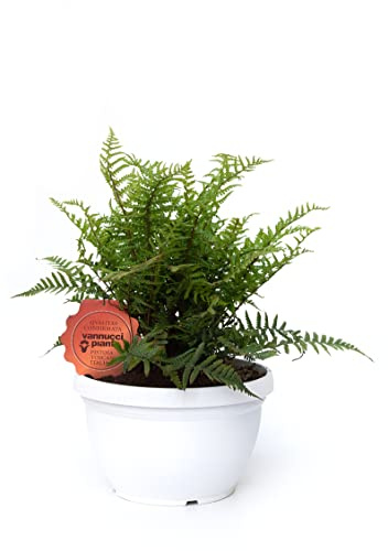 Vannucci Piante - Felce semi-sempreverde, Dryopteris affinis, pianta da appartamento