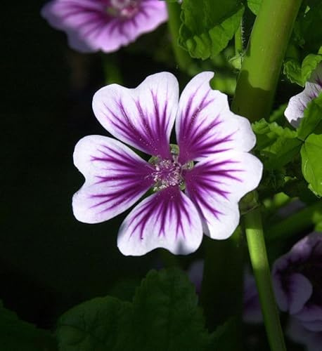 Wilde Malve Zebrina - Malva sylvestris - lebende Gartenpflanze aus den Baumschulen