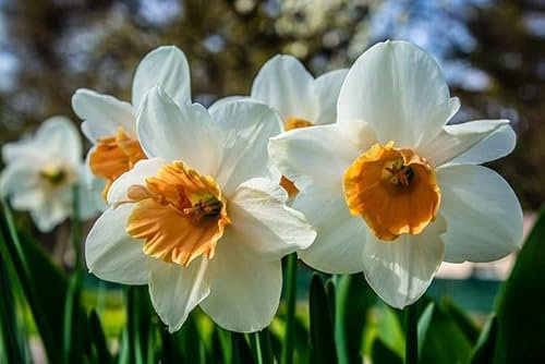 Nouveau frais 100pcs graines de fleurs de narcisse