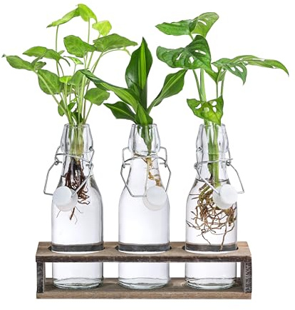 Dehner Waterplant Set, in Flaschen, 3-teilig, je Ø 6cm, Höhe 28 cm | Wasserpflanzen, je 1x Monstera adansonii, Purpurtute Snow White, Drachenbaum Burley, halbschattiger-schattiger Standort