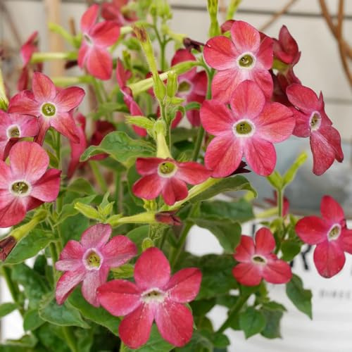 Semi di tabacco ornamentale - tagli di primavera interni esotici decorazione balconi ufficio acquistare semi decorazioni giardino 40pcs