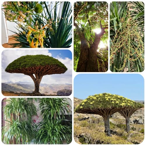 semillas de drago, decorativas, interior Comprar árbol sangre dragón perennes resistentes. jardín, balcón, 20pcs