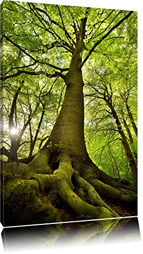 Pixxprint Riesiger Baum im Dschungel, Größe: 120x80cm, Leinwandbild, fertig gespannt, Wandbild, Dekoration, Kunstdruck, kein Poster