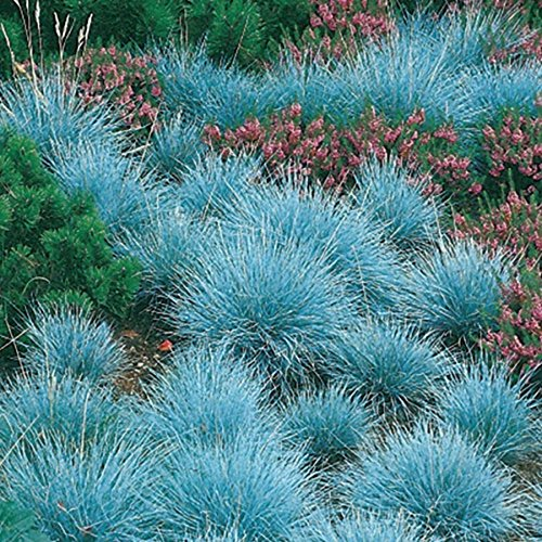 3 x Festuca glauca/cinerea 'Festina' im 1 Liter (Ziergras/Gräser/Winterhart/Bodendecker/Mehrjährig/Immergrün) Blauschwingel - Intensives Blau für moderne Gartenakzente - von Stauden Gänge