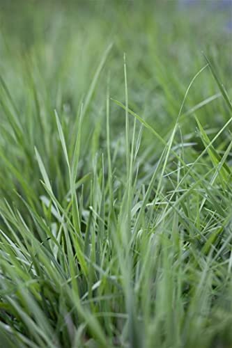 Briza media 9x9 cm Topf – Winterhart, Mehrjährig, Pflegeleicht – Zittergras – Ziergras für Naturgarten & Staudenbeet