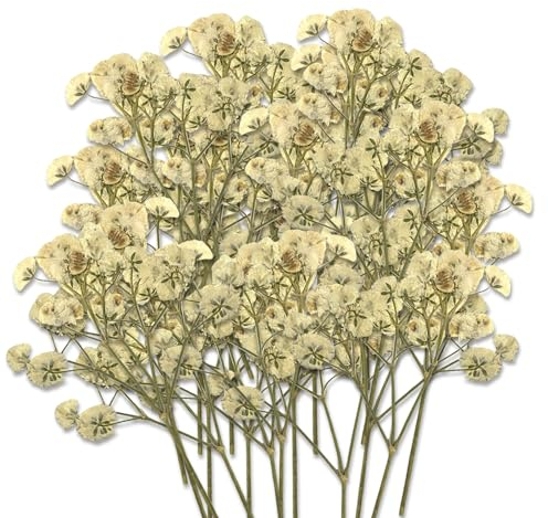 Lilbitty 60 Stück Getrocknete Blumen Trockenblumen Klein Baby’s Breath Blumen Echte Natur, Weiß und Zart, für DIY Kerze Harz Schmuck Nagel Kunst Basteln