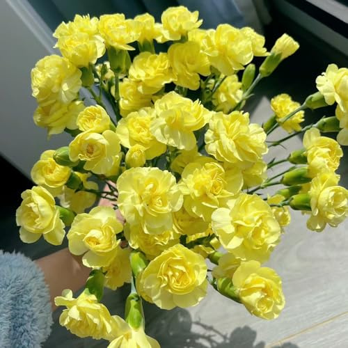 semi di garofano perenni resistenti - balcone in aiuola rialzata primaverili selvatici giardino decorazione 350pcs