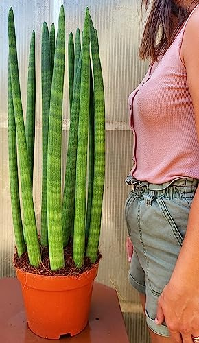 POWERS TO FLOWERS - SANSEVERIA CYLINDRICA XXL, VASO 24CM DIAMETRO, Lingua di suocera, Pianta vera