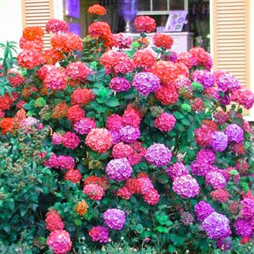 Excellent Display,Double Hydrangea Roots,Flowering Rhizome,Greening Flower,Easy to Plant, Natural Organic,Suitable-2 Bulbs-A