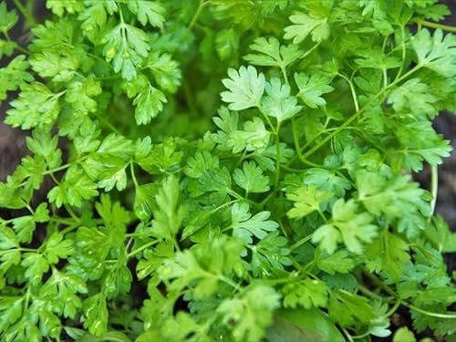 MAELSA® GRAINES EN SACHET POUR POTAGER ET JARDIN - SEMENCES D'AROMATES DIVERS VARIETES (CERFEUIL COMMUN)