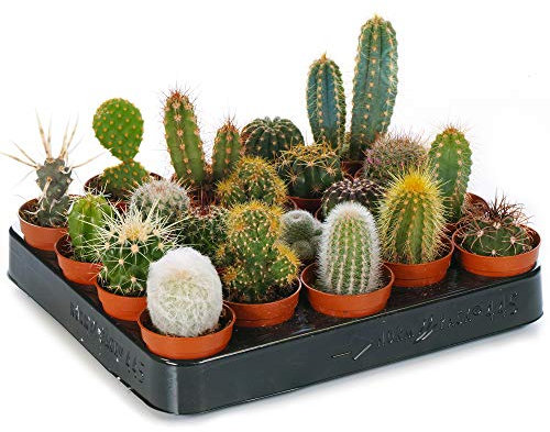 GardenersDream 10x Mixed Cactus House Plants - Real Air Purifying Indoor Plants for Desks, Shelves, and Windowsills - Great Gift for Plant Lovers (5-15cm incl. Pot)
