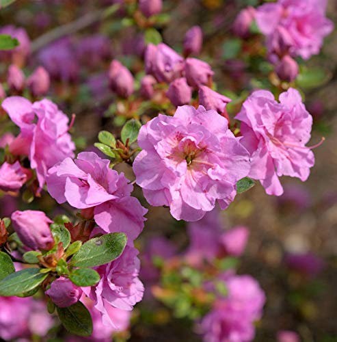 Japanische Azalee Thekla 40-50cm - Rhododendron obtusum - Zwerg Alpenrose