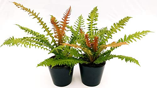 POWERS TO FLOWERS - FELCE LOMARIA DISCOLOR, BLECHNUM DISCOLOR, 2 PIANTE vaso 13cm, piante vere