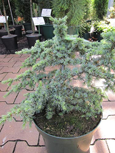 Cedrus atlantica Saphire Nymph - Atlas-Zeder Saphire Nymph - 30-40