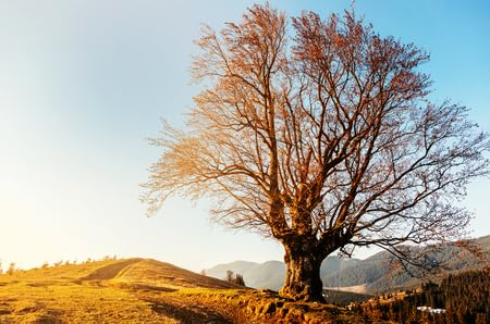 Acryl-Bild 60 x 40 cm: Wundervolle sonnige Landschaft. mit altem Baum unter Sonnenlicht auf Hochland. (122249632)