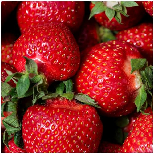 Eversweet Strawberry Bareroot Plants (20-Pack), Everbearing Live Plants, Non-GMO, Zone 5-10, Great for Southeast