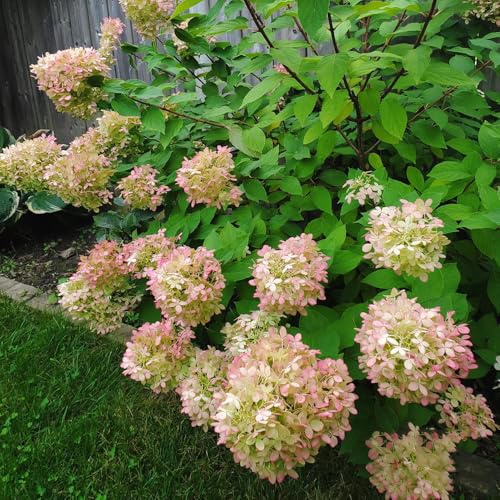 semi di ortensia paniculata - raro giardino roccioso sul balcone tappezzanti varietà antiche interno decorazione del 85pcs