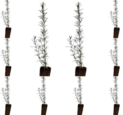 ¡¡¡ 10 Plantas !!! natural Rosmarinus Oficcinalis. Romero 20-30 cm. En cepellón, listo para plantar. Atrae polinizadores, mejora el suelo, resiste sequía, es aromático y es medicinal.