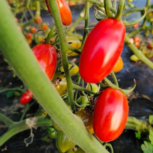 Tomatensamen, gemüsepflanzen zimmerbonsai gemüsesamen balkon gemüsepflanzen kaufen wintergemüse 200pcs