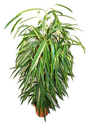 Ficus binendijkiiAlii - figue bouleau à longues feuilles - colonne royale - pot de 17cm