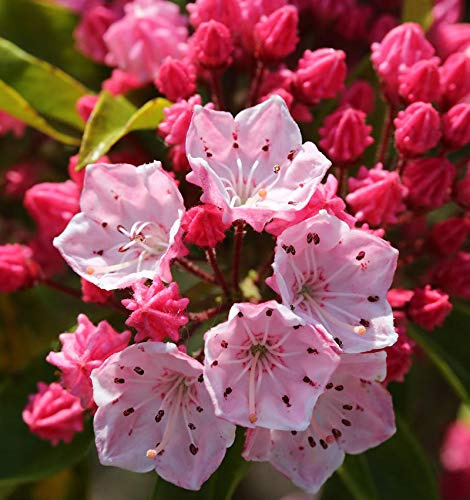 Berglorbeer Ostbo Red 30-40cm - Kalmia latifolia - lebende Gartenpflanze aus den Baumschulen