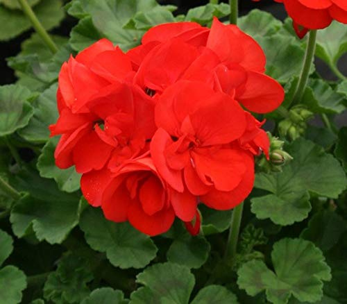9 GERANI ZONALI - PIANTE VERE (colore rosso) FIORITE - PIANTE DI GRANDI DIMENSIONI.
