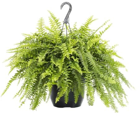 Helecho Colgador XXL - Planta Colgante Natural y Deslumbrante