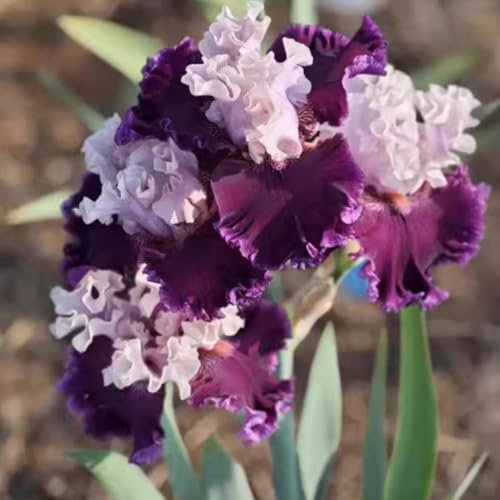 Iris Bulbs are Cold-Resistant/Easy to Plant/That Grow Well/Mix Golden Jade Carving Feels Perfect/iris rhizomes-8bulbs-B