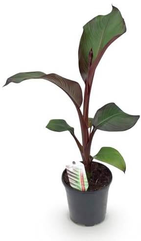 GreenboutiQ - Obstpflanze - Bananenpflanze - Ensete ventricosum Maurelli - Winterhart - 6 Pflanzen - Topf 12cm Höhe 30cm