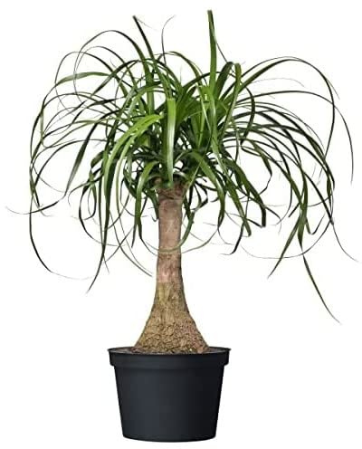 DECOALIVE Nolina Recurvata PREMIUM Planta de Interior Natural para el Hogar, 8435712004190