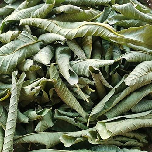 Hojas de Guayaba Té de Hierbas China Original Fragante Natural Orgánico con Flores Alimentos Verdes sin Aditivos (500g)