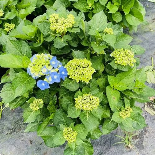 semi di ortensia - esterno balcone, perenni biologici 100pcs