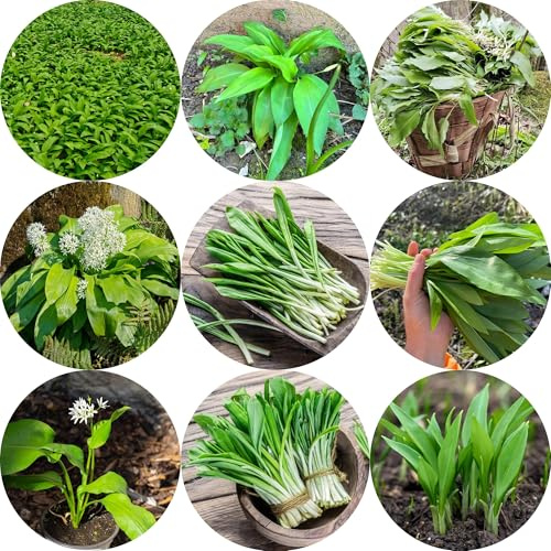 ajo silvestre - Semillas de hortalizas y medicinales balcón semillas de ajo silvestre jardín interior verdes del jardín invierno 350semillas