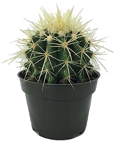 Echinocactus Grusonii 20cm Altura Maceta 12cm Cactus Asiento de Suegra, Bola de Oro, Barril de Oro o Cactus Erizo