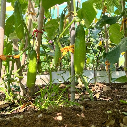 semillas de pepino al aire libre - trepadoras resistentes balcón cobertura del suelo variedades antiguas 750pcs