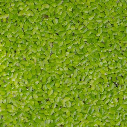 semillas de lenteja de agua para acuario interior acuáticas jardín interior Decoración jardín para exteriores flotantes estanques lenteja agua mini 200pcs