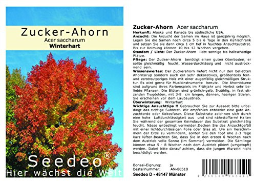 Seedeo® Zucker-Ahorn (Acer saccharum) 20 Samen